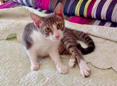 süßes,soziales Kitten Mencia (ALM) - Katze