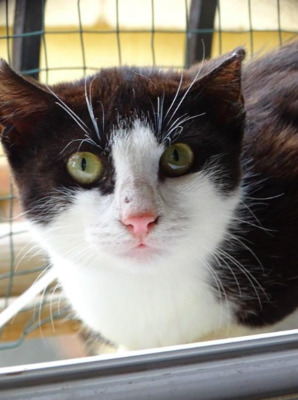 tapfere Azu (ALO) - Katze