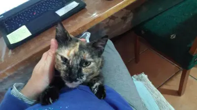 tapfere Kämpferin Padme ( BEA) - Katze