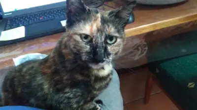 tapfere Kämpferin Padme ( BEA) - Katze