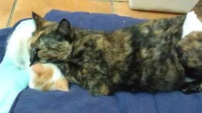 tapfere Kämpferin Padme ( BEA) - Katze