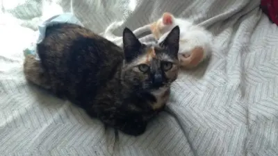 tapfere Kämpferin Padme ( BEA) - Katze