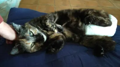 tapfere Kämpferin Padme ( BEA) - Katze