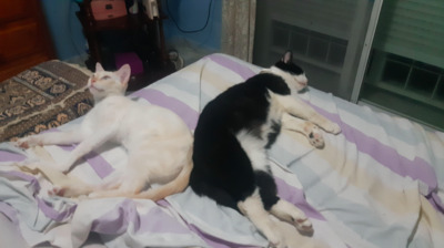 tapfere Marta mit Freundin Prisci (ALO) - Katze