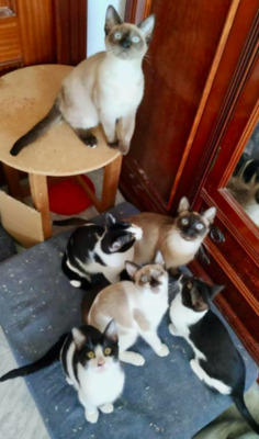 tapfere Siam LARA bei München (ALM) - Katze