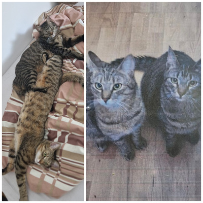 timon und pumba, hauskatze - Kater 1