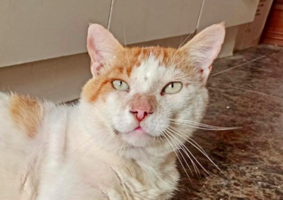 toller Characterkopf Riley (ALM) - Kater