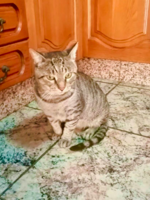 toller entspannter Carlos (ALM) - Kater