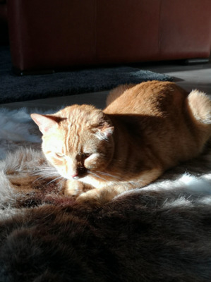 traurige Augen: MERY (ALO) - Katze