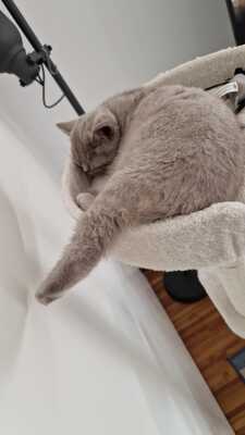 vermutlich bkh und ekh - Katze