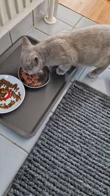 vermutlich bkh und ekh - Katze