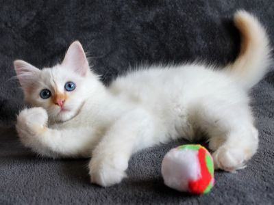 vom Sonnenbusch, Birma Jungtier - Katze