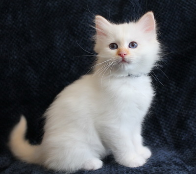 vom Sonnenbusch, Birma Jungtier - Katze