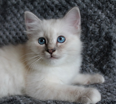 vom Sonnenbusch, Birma Jungtier - Katze