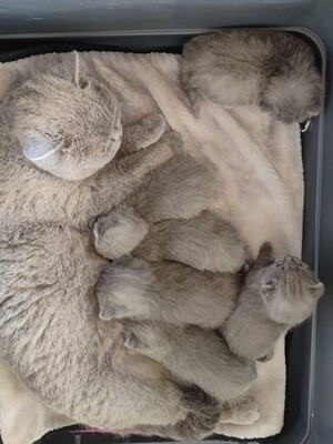 vom Winterfelder Dornbusch, BKH - Jungtier - Katze