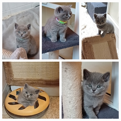 vom Winterfelder Dornbusch, BKH - Jungtier - Katze