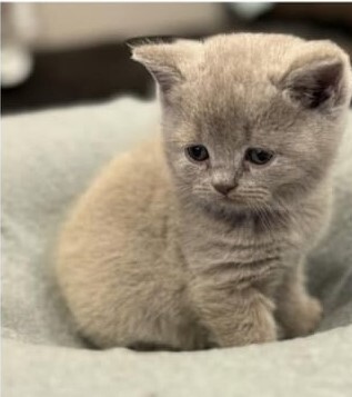 vom Winterfelder Dornbusch, BKH - Jungtier - Katze