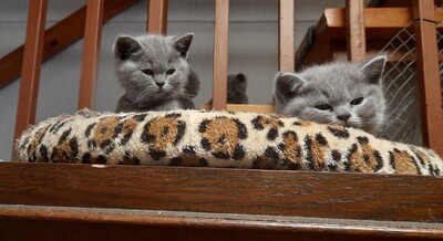 vom Winterfelder Dornbusch, BKH - Jungtier - Katze