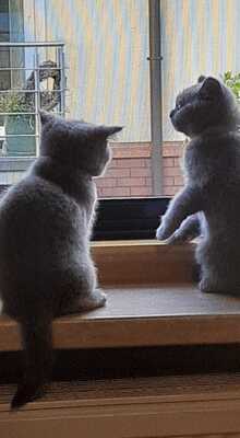 vom Winterfelder Dornbusch, BKH - Jungtier - Katze