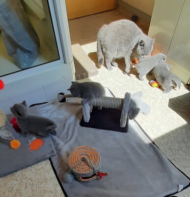 vom Winterfelder Dornbusch, BKH - Jungtier - Katze