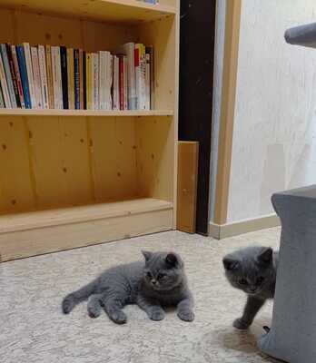 vom Winterfelder Dornbusch, BKH - Jungtier - Katze