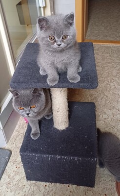 vom Winterfelder Dornbusch, BKH - Jungtier - Katze