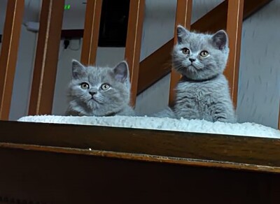 vom Winterfelder Dornbusch, BKH Kitten Jungtier - Kater