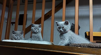 vom Winterfelder Dornbusch, BKH Kitten Jungtier - Kater