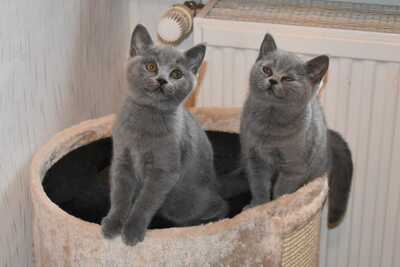 vom Winterfelder Dornbusch, BKH Kitten Jungtier - Kater