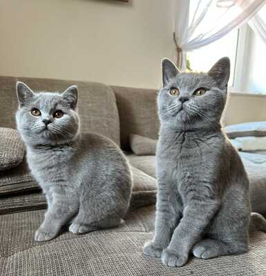 vom Winterfelder Dornbusch, BKH REINRASSIGE KATZE Jungtier - Kater