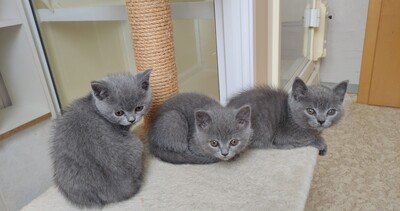vom Winterfelder Dornbusch, BKH REINRASSIGE KATZE Jungtier - Kater
