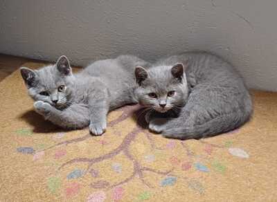 vom Winterfelder Dornbusch, BKH REINRASSIGE KATZE Jungtier - Kater