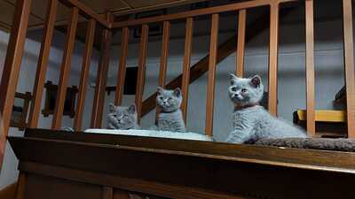 vom Winterfelder Dornbusch, BKH REINRASSIGE KATZE Jungtier - Kater