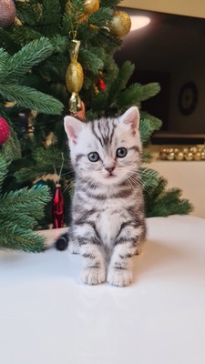 von Majestät Marmor, Britisch Kurzhaar BKH Jungtier - Kater