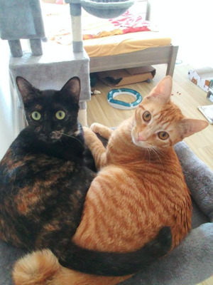 wildes Duo Tintin&Tula (ALO) - Kater