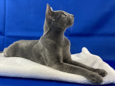 wunderschöner Kater *TreuBlau-Zucht*, Russisch Blau - Kater