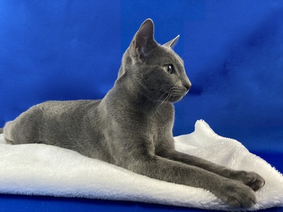 wunderschöner Kater *TreuBlau-Zucht*, Russisch Blau - Kater