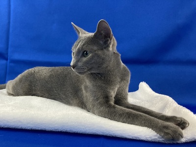 wunderschöner Kater *TreuBlau-Zucht*, Russisch Blau - Kater