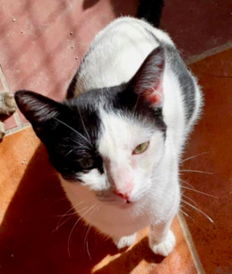 zarter Vladimir bei München (ALM) - Kater