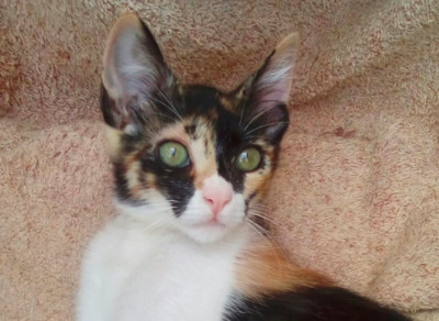 zauberhafte Mara (ALM) - Katze