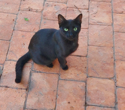 zurückhaltende Mey (ALO) - Katze