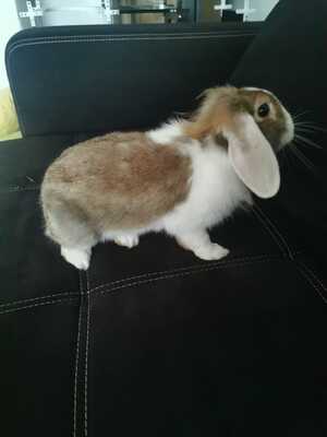 2 Süße Kaninchen Männchen, Löwenkopf-Zwergkaninchen-Mix Jungtier - männlich