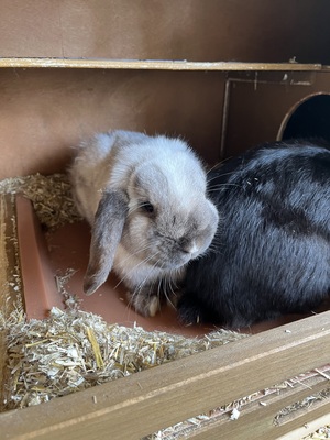 2 Zwergkaninchen mit Vollausstattung