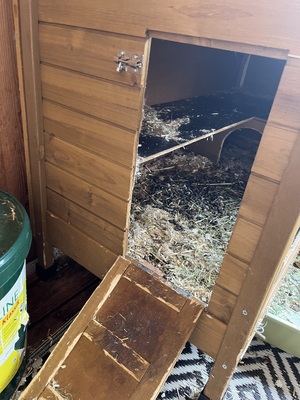 2 Zwergkaninchen mit Vollausstattung, Zwergkaninchen - männlich