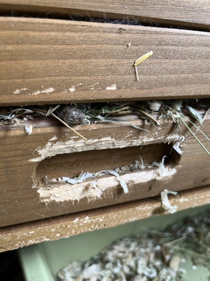 2 Zwergkaninchen mit Vollausstattung, Zwergkaninchen - männlich