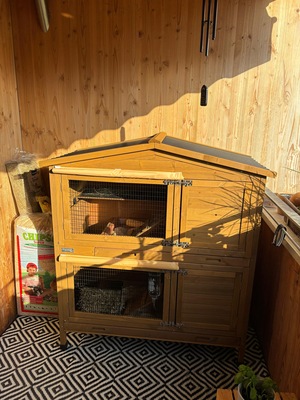 2 Zwergkaninchen mit Vollausstattung, Zwergkaninchen - männlich