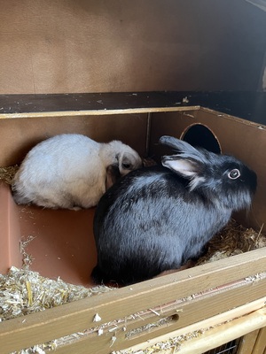 2 Zwergkaninchen mit Vollausstattung, Zwergkaninchen - männlich