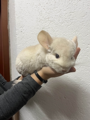 2 süße Chinchillaweibchen suchen ein liebevolles Zuhause