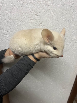 2 süße Chinchillaweibchen suchen ein liebevolles Zuhause, Chinchilla - weiblich