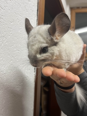 2 süße Chinchillaweibchen suchen ein liebevolles Zuhause, Chinchilla - weiblich
